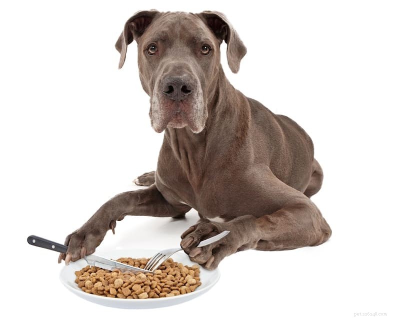 Why Balanced Nutrition is Key to Your Dog’s Health