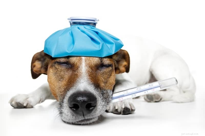 Can Dogs Spread Your Cold? A Trusted Guide to Germs and Pet Health