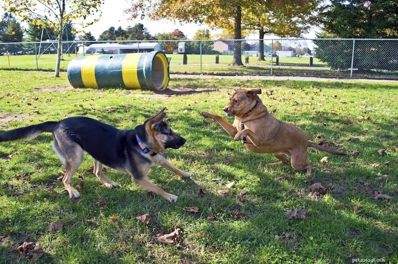 Essential Dog Park Etiquette: Train Your Pup for a Positive Experience