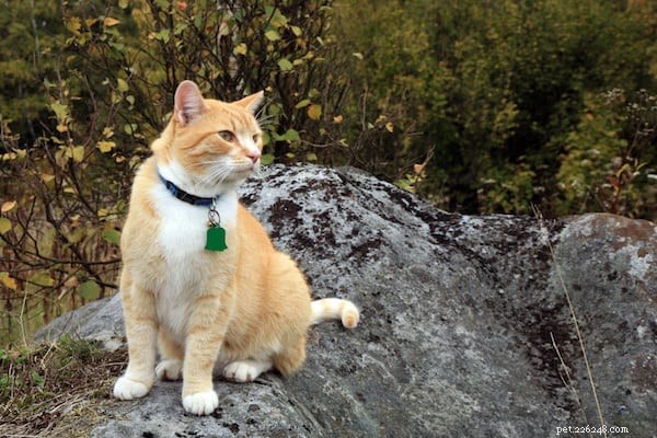 Secure Your Cat’s Return: Essential ID Tags & Microchip Solutions