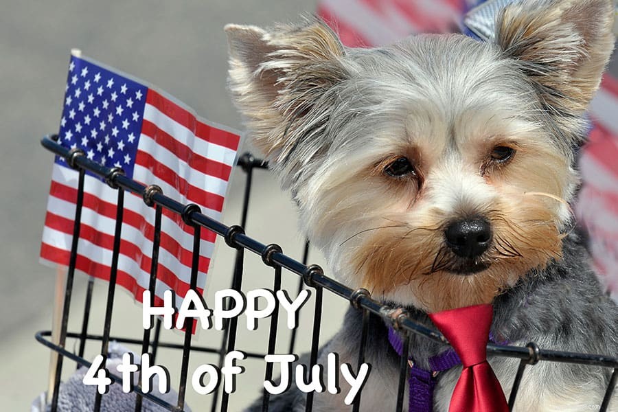 Keep Your Pet Calm During July 4th Fireworks: A Practical Guide