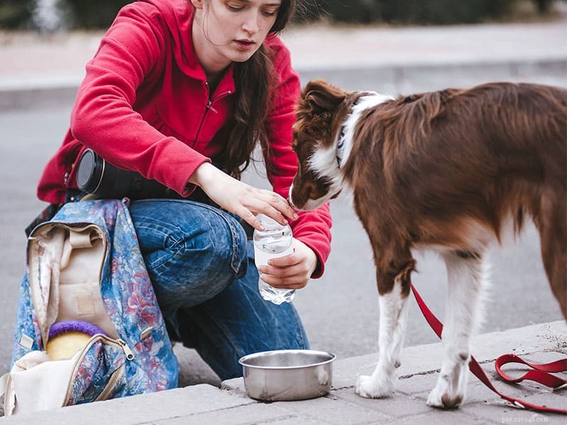 How to Exercise Your Dog: Proven Tips for Healthier Pets