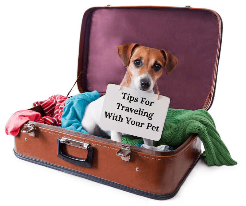 Expert Guide to Safe and Fun Pet Travel