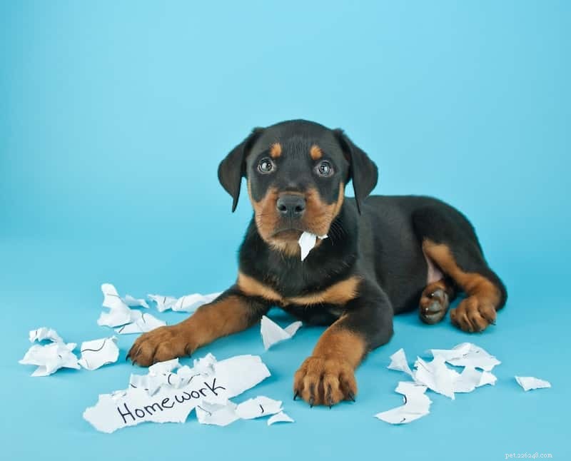 What Dogs Eat: Surprising Foods They Love—and the Risks They Face