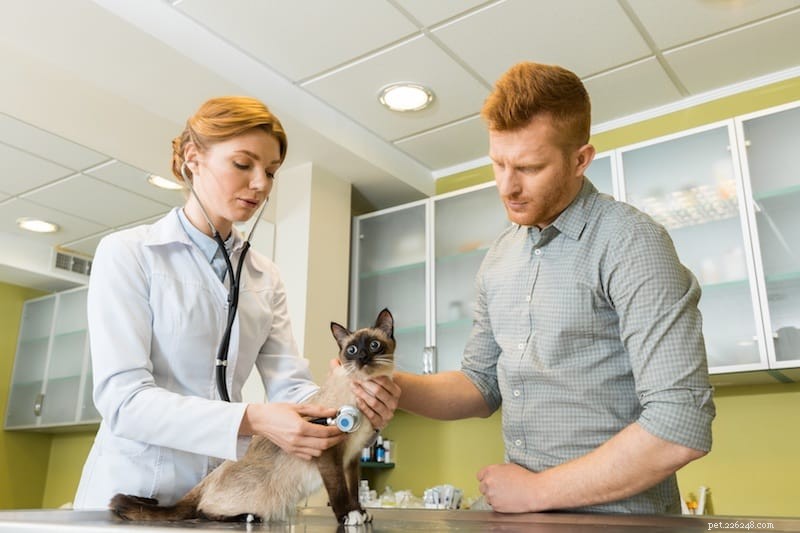 Signs Your Cat Is Ill: Key Behavioral Changes to Watch For