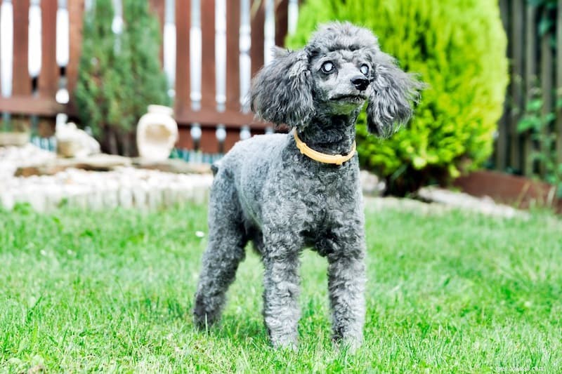 Caring for Blind Pets: Essential Safety & Health Guidelines