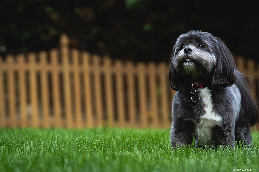 Cutting Pet Care Expenses: Smart Strategies for Affordable, Healthy Pet Ownership