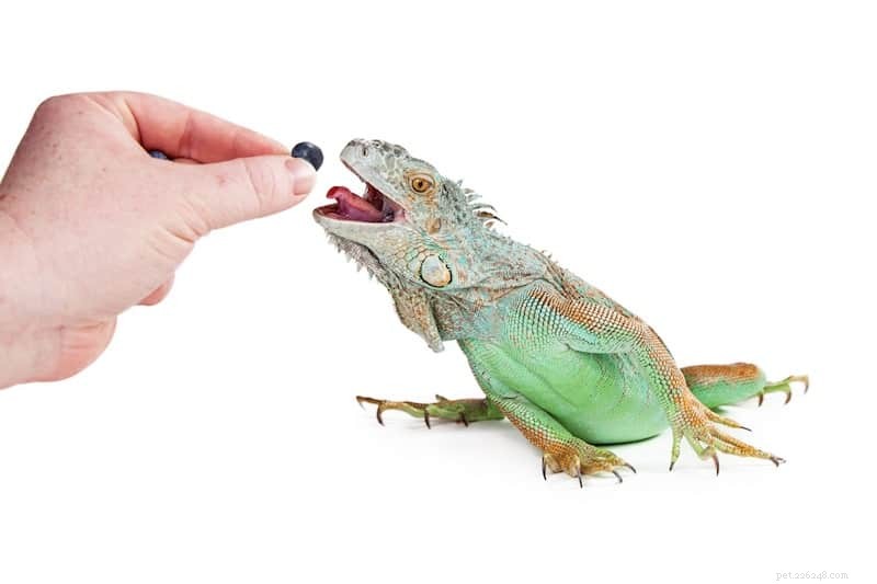 Nutrient‑Rich Fruits & Vegetables: Essential Diet Tips for Lizards