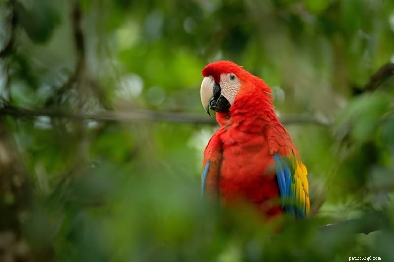 Keeping Your Home Safe for Pet Birds: Essential Hazards to Watch
