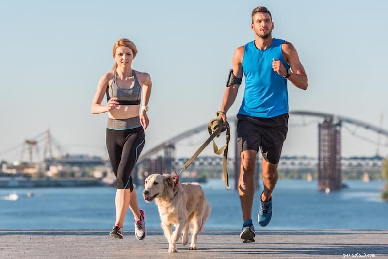 How to Boost Your Fitness with a Furry Workout Partner