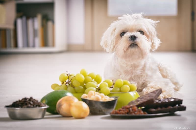 Top Pet Poisons: How to Protect Your Dog from Household Dangers