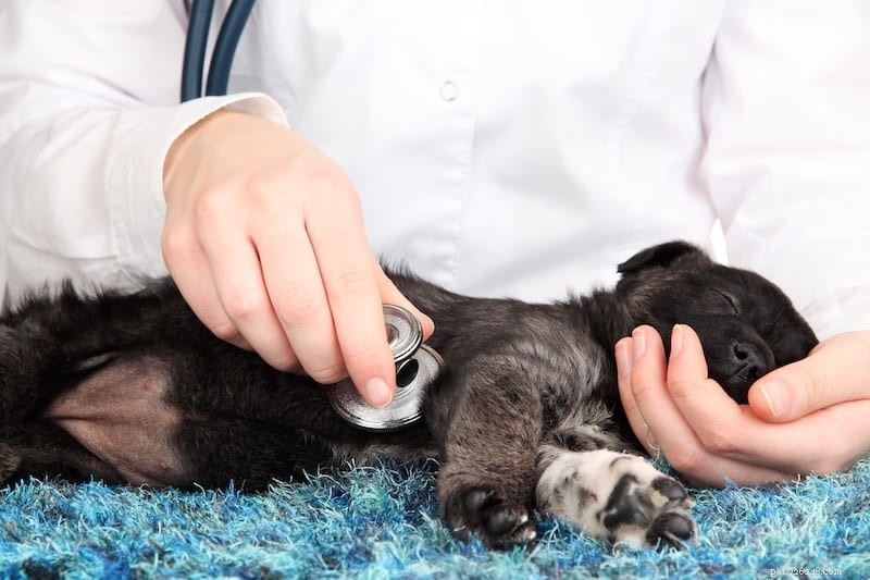 Immediate Steps to Save Your Pet from Poisoning