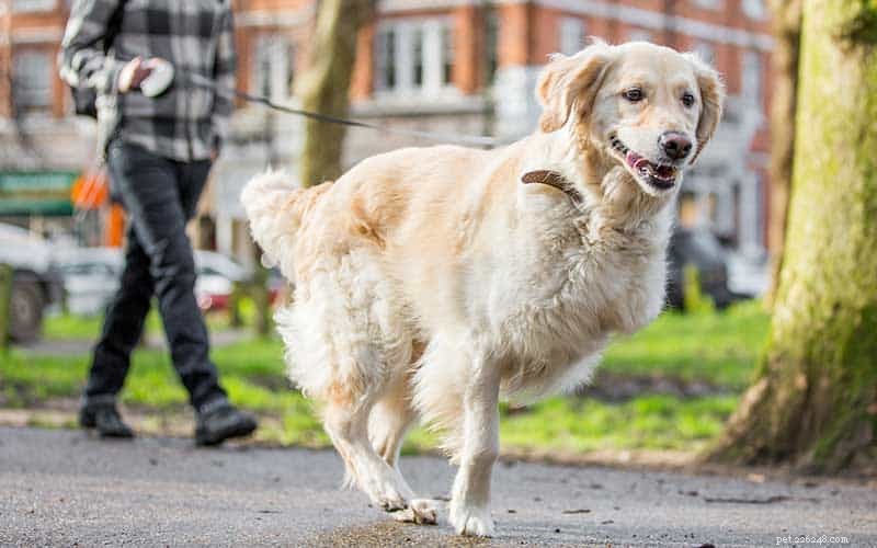 How to Care for Three‑Legged Dogs: Expert Tips & Guidance