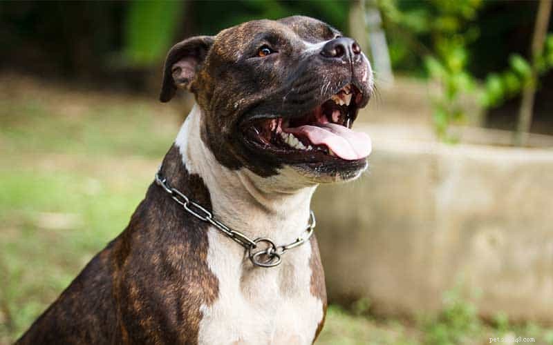 Less Adoptable Pet Week: Empowering Overlooked Pets to Find Forever Homes
