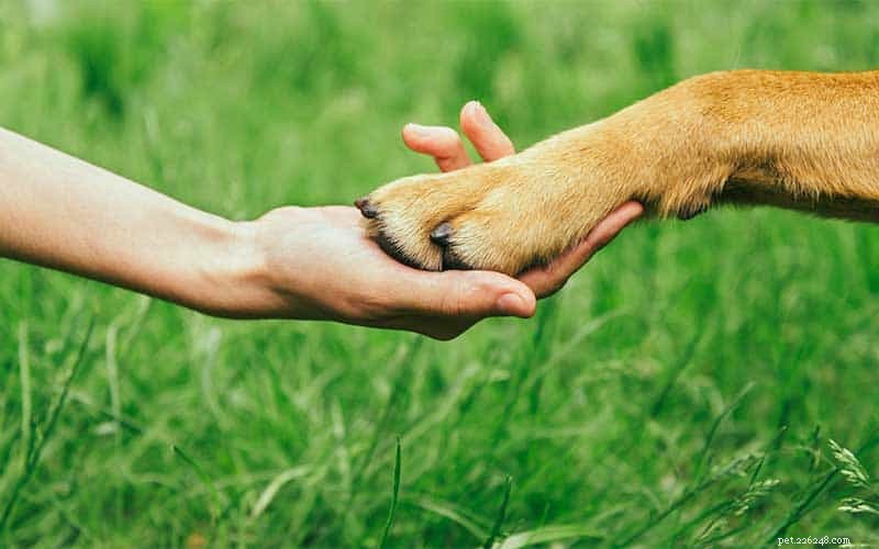 Can Dogs Thrive Without Humans? Exploring Their Survival in a Post-Human World
