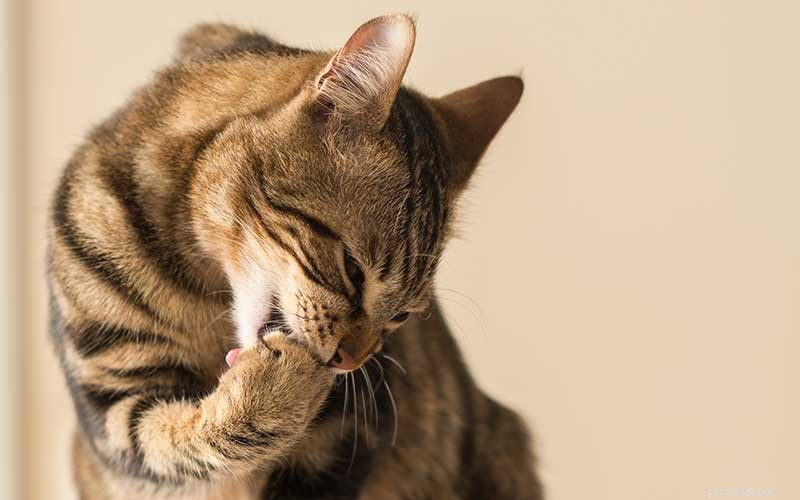 Signs Your Cat Is Over-Grooming (And What to Do)