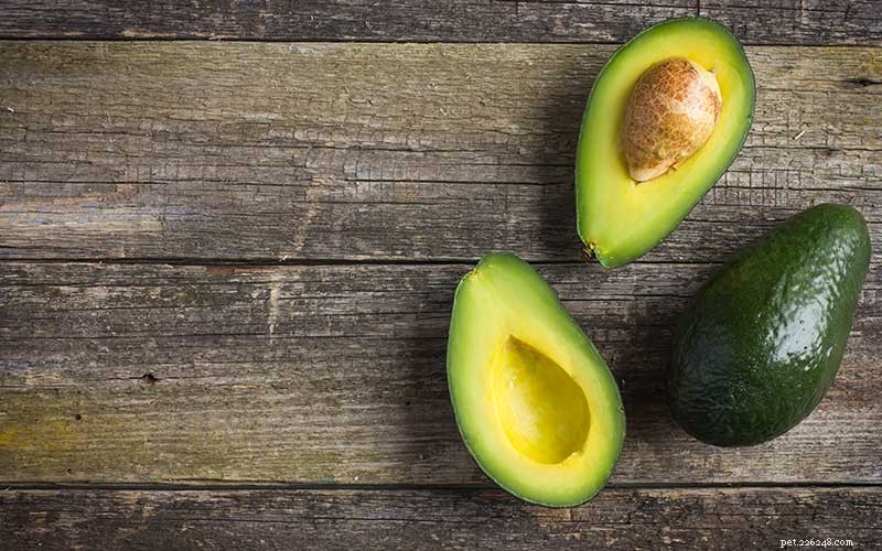 Are Avocados Safe for Dogs? Understanding the Risks