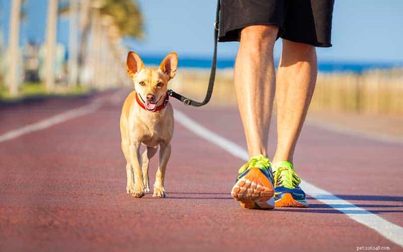 How to Keep Your Puppy Healthy and Lean: Expert Weight Management Tips
