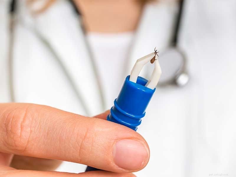 10 Essential Facts About Ticks: What You Must Know