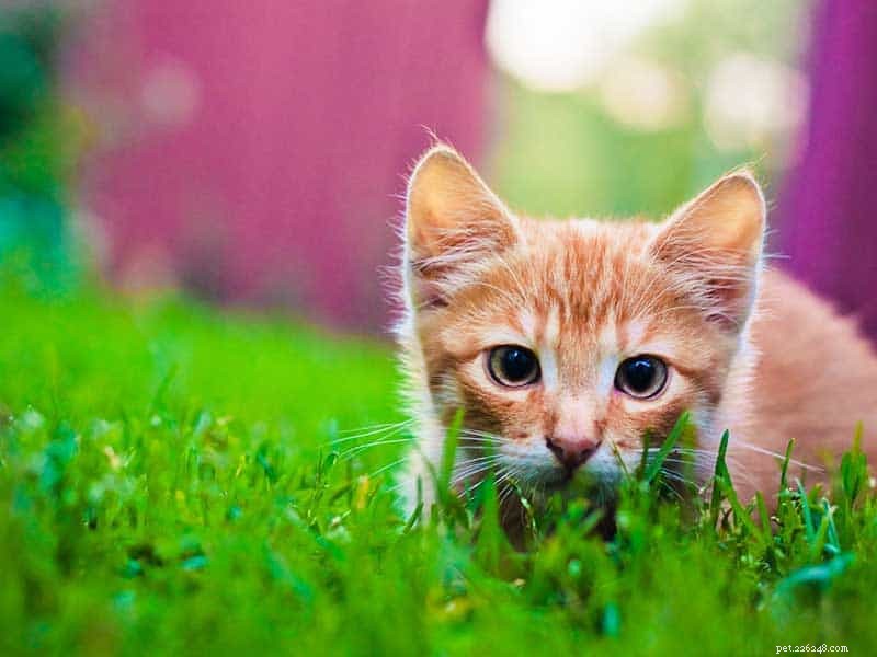 Essential Outdoor Vaccinations for Your Cat: Protecting Health and Safety