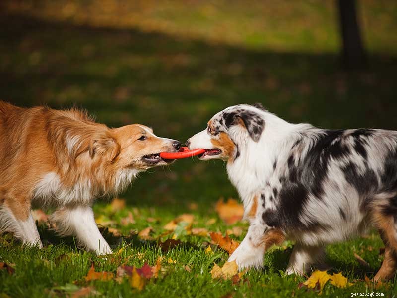 Is a Dog Park Right for Your Pet? Pros and Cons Explained