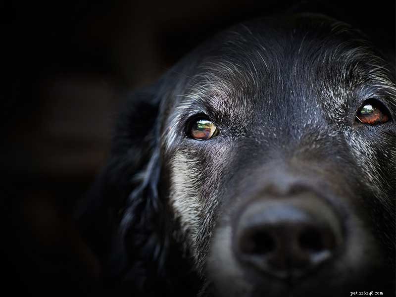 7 Essential Health Tips for Caring for Your Aging Pet