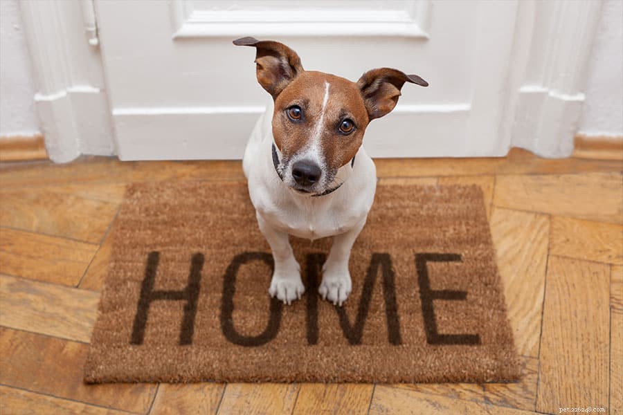How to Help Homeless Dogs & Cats: Practical Steps