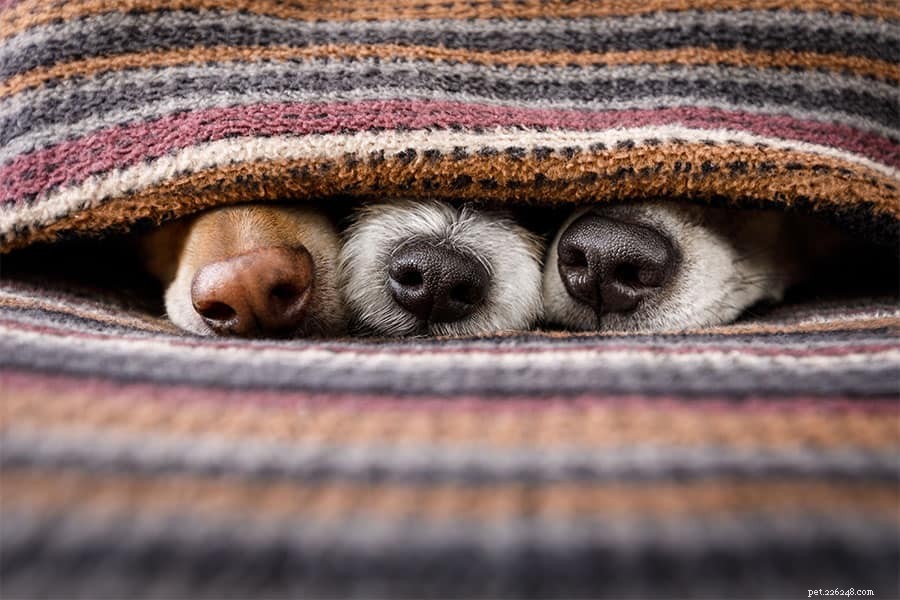 5 Common Allergy Triggers in Pets – Quick Diagnosis & Prevention Tips