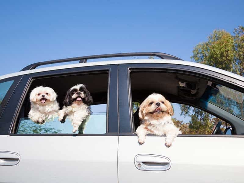 Preventing Your Dog from Getting Lost: Proven Strategies for Pet Safety