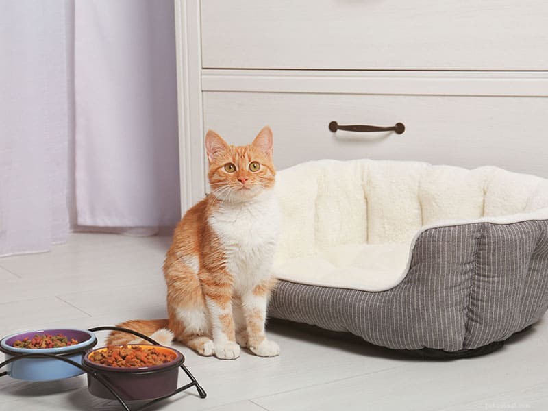 Explore Expert Insights: How Much Do You Really Know About Cats?