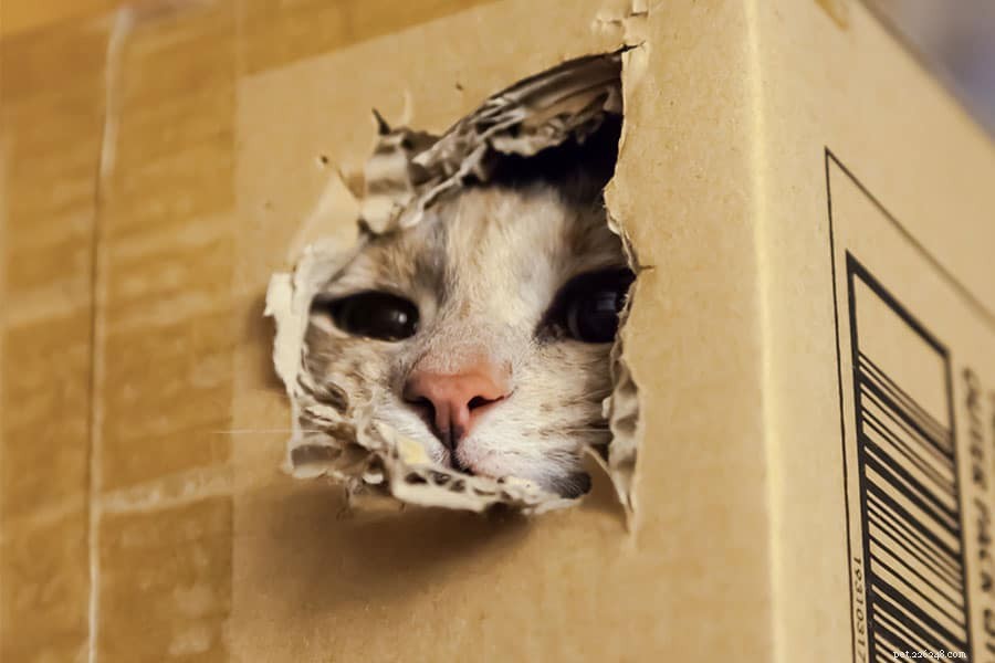 Why Cats Behave Weirdly: The Science Behind Their Quirky Actions