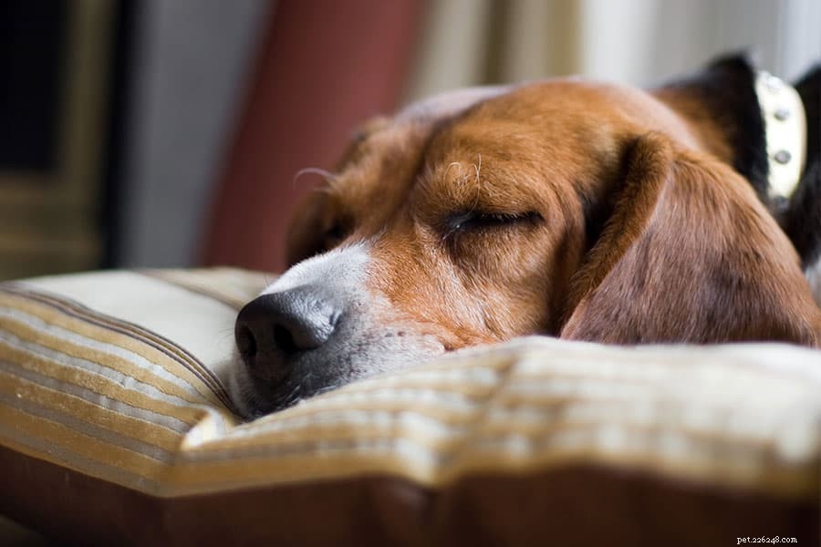 How the End of Daylight Savings Affects Your Dog—and How to Prepare