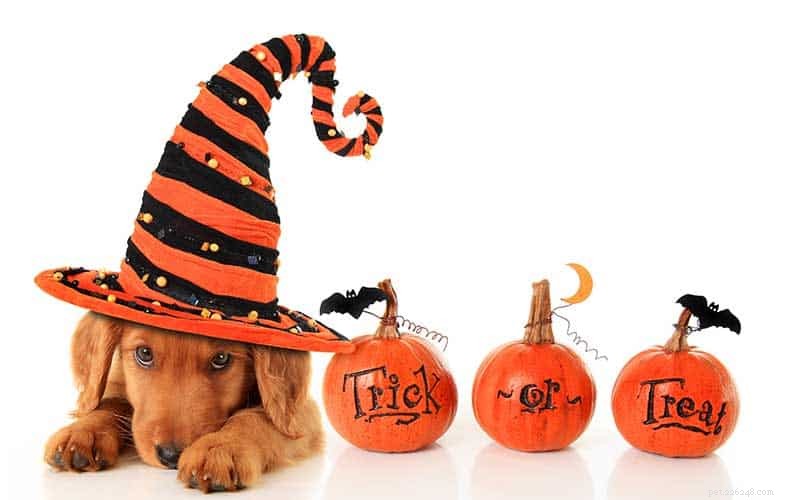 How to Keep Your Dog Safe and Happy This Halloween
