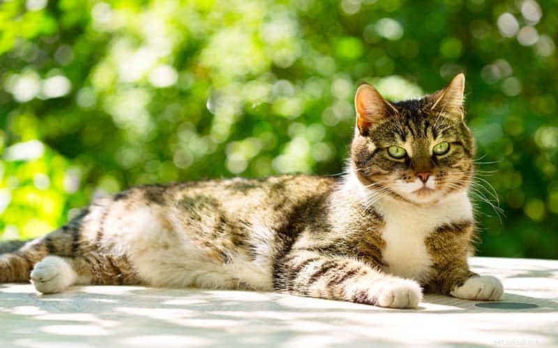 National Feral Cat Day: How You Can Help Reduce the 70M U.S. Feral Cat Crisis