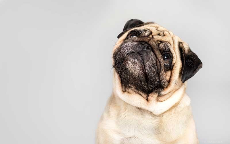 Understanding Your Dog s Gagging: Causes, Symptoms, and When to Seek Veterinary Care