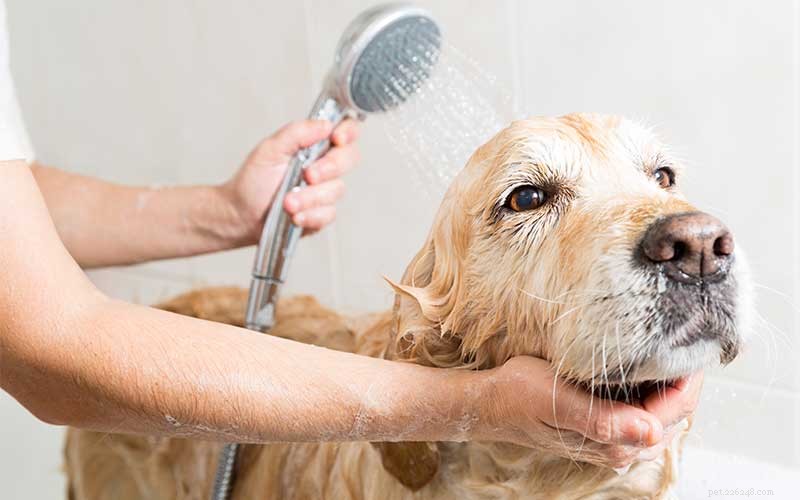 Common Bath Time Mistakes Parents Make – Tips for a Stress‑Free Pet Wash