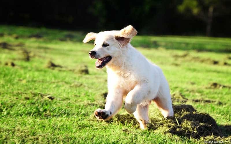 10 Expert-Backed Ways to Train Your New Puppy Fast