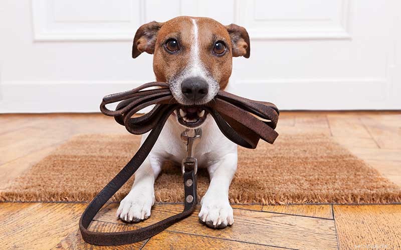 National Walk Your Dog Week: Strengthen Bonds & Safely Walk Your Pup