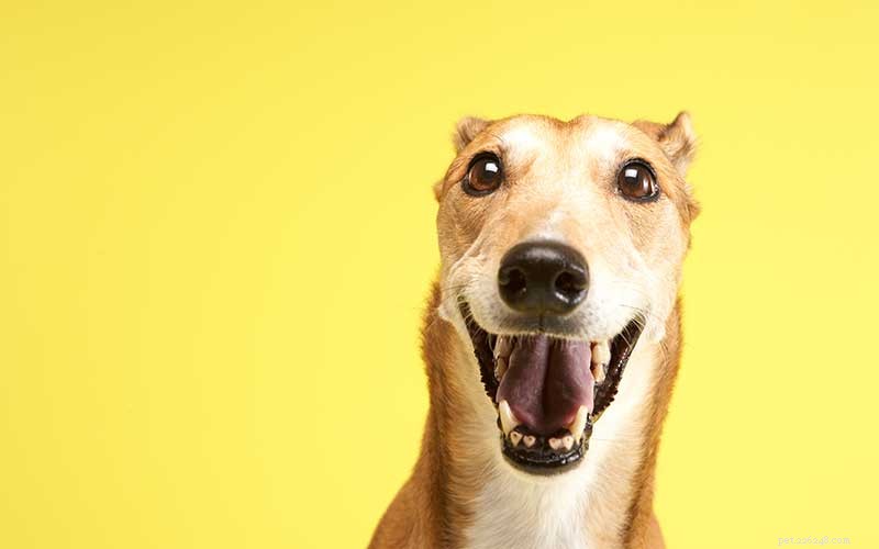Discover Why Greyhounds Make the Ideal Low‑Maintenance, Snuggly Companion