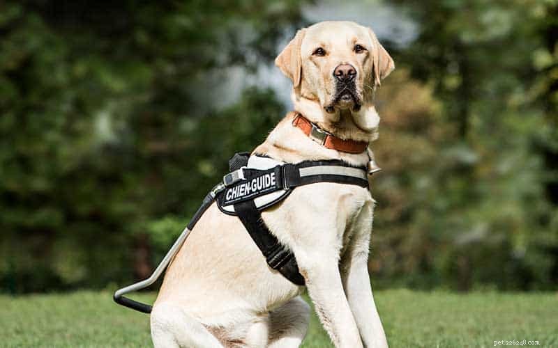 Celebrating National Guide Dog Month: Honoring the Amazing Canine Companions