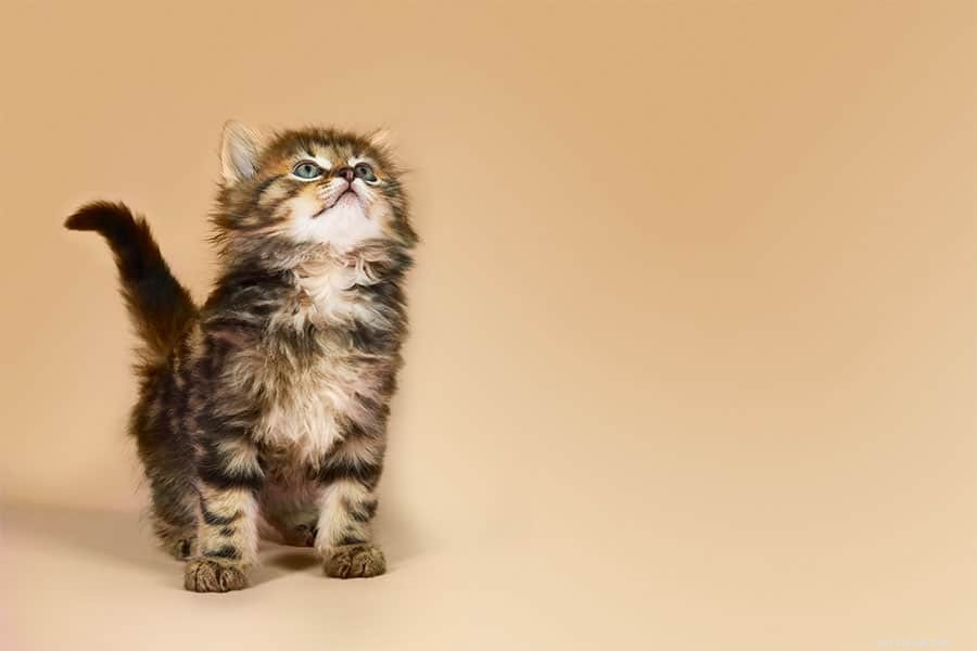 How to Capture a Kitten’s Attention: Proven Strategies