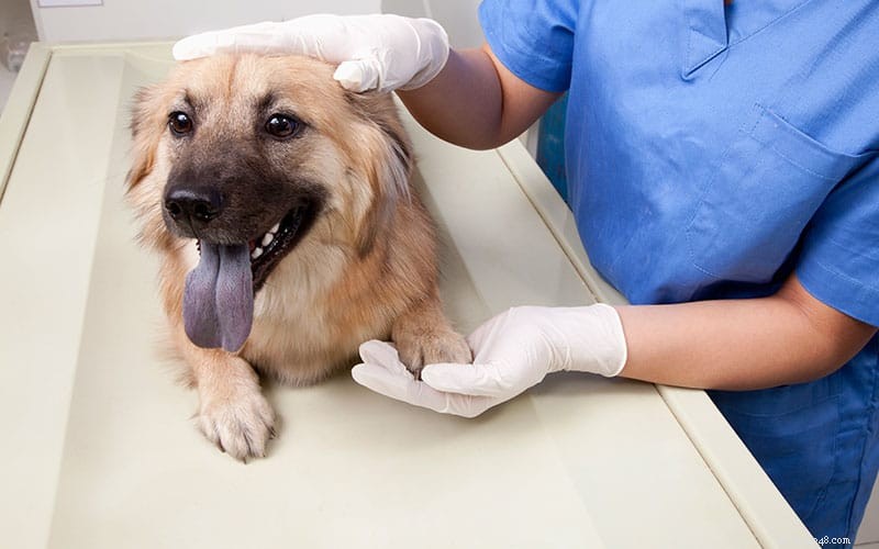 Understanding Canine Parvovirus: Symptoms, Prevention, and Lifelong Protection