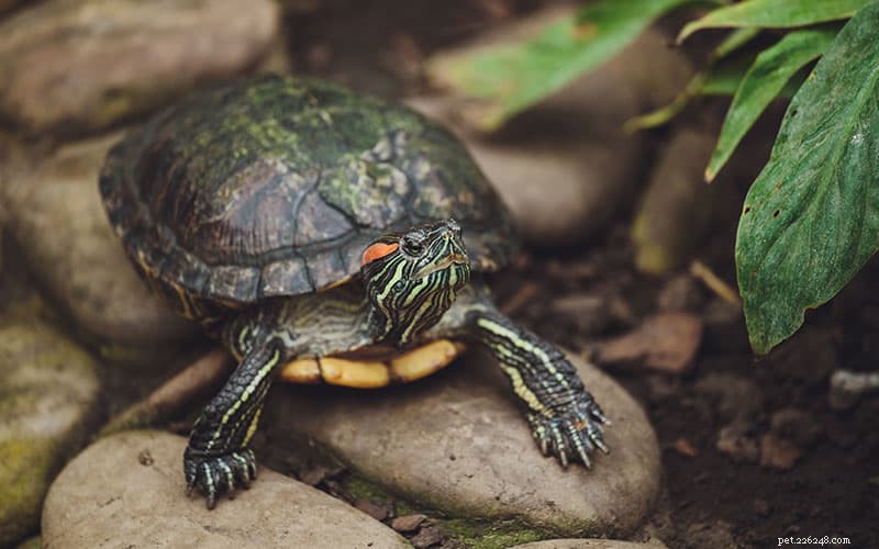 Ultimate Turtle Tank Guide: Build a Healthy, Safe Habitat for Your Pet