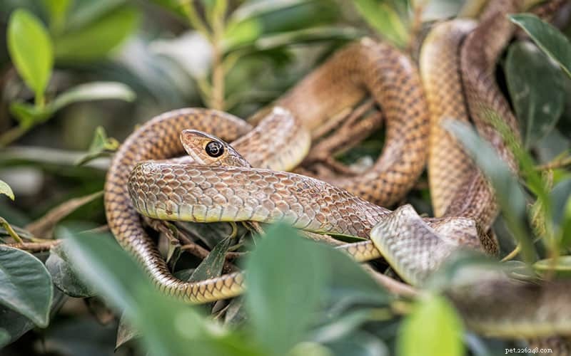 What Do Snakes Eat? A Guide to Their Diet and Feeding Habits