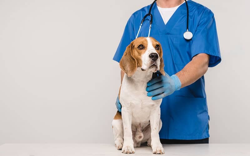 Demodectic Mange in Dogs: Symptoms, Types, and Effective Treatment