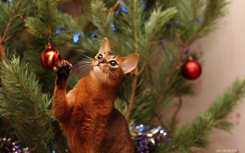 Top 5 Holiday Plants That Endanger Pets – Protect Your Furry Friends