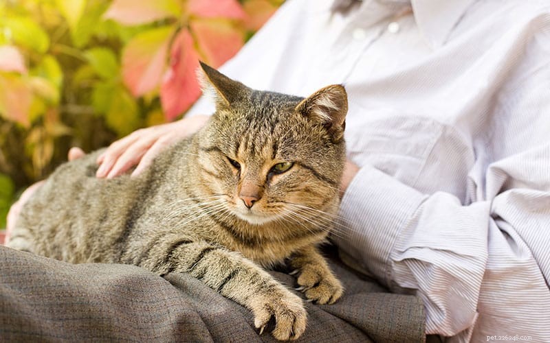 Keep Your Senior Cat Healthy & Happy: A Guide to Their Golden Years