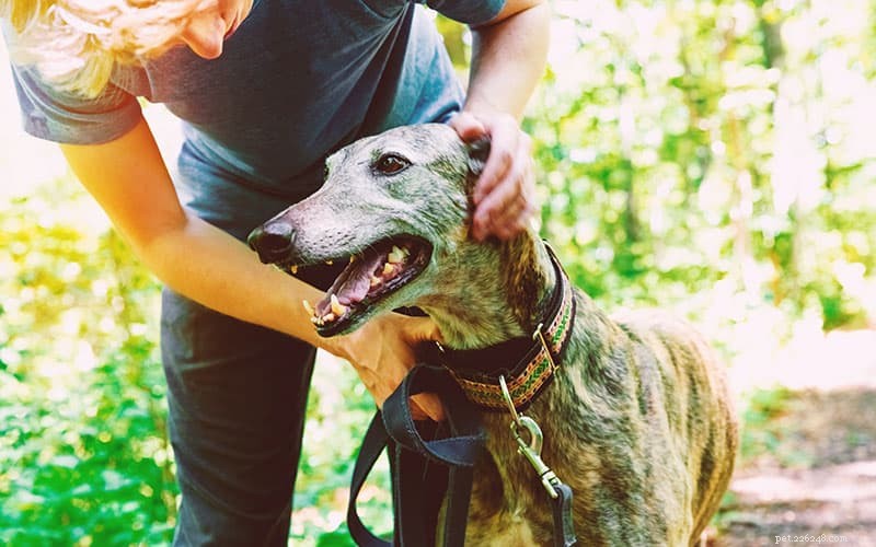 Top Dog Breeds for Introverts: Calm Companions That Fit Quiet Lifestyles