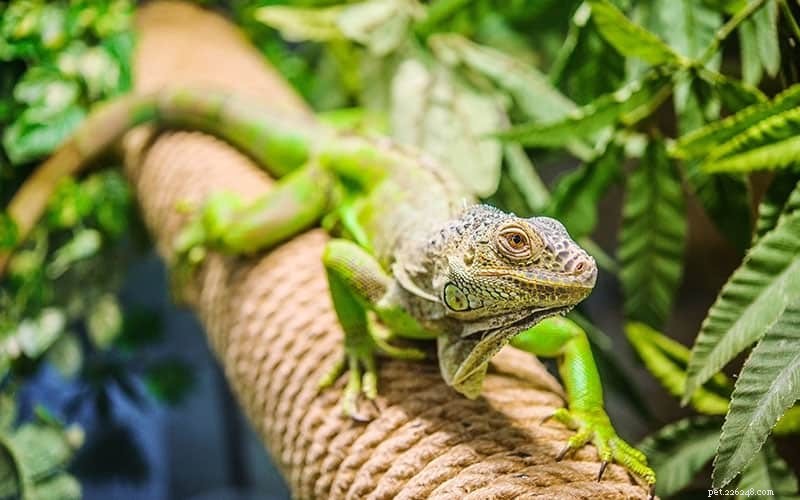 How to Safely Bath Your Pet Reptile: Expert Care Guide
