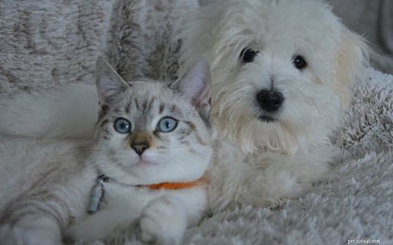 Ultimate Holiday Gift Guide for Dogs & Cats: Smart Shopping Tips